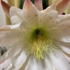 【お渡し決定しました！】鬼面角？　サボテンを鉢ごとの画像