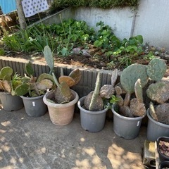 ウチワサボテン　お話し中