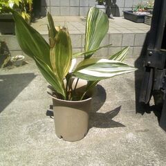 植物　斑入り葉蘭（バラン）