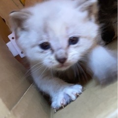 子猫 里親探してます。(白)