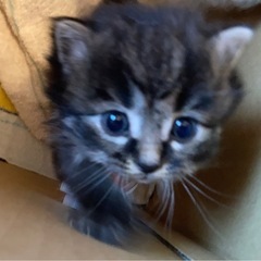 子猫 里親探してます。(黒)