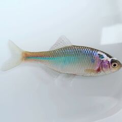 【岐阜】タナゴ釣り仲間募集♪ - 関市