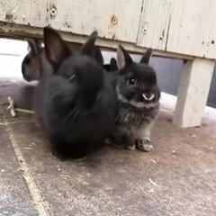 ネザーランドドワーフ　子うさぎ　2わ