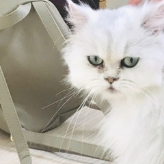 ペルシャ猫ちゃん( ¨̮ )推定2歳くらいです