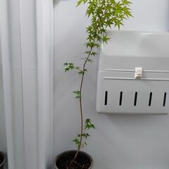 いろはもみじ　600円の画像