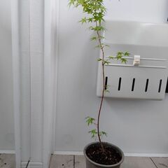 いろはもみじ　600円の画像
