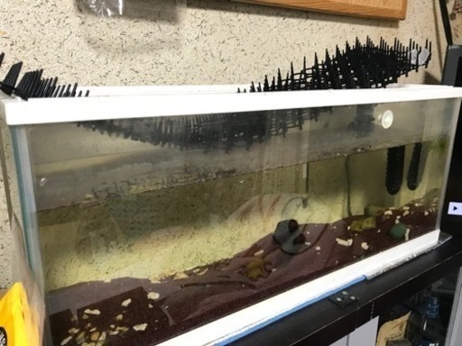 60センチ細長水槽