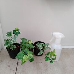 アイビー　150円