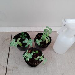 多肉植物3種　200円の画像