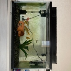 金魚　水槽•ポンプ•餌•網等セット付き