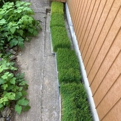 田植え　苗　コシヒカリ　５日まで