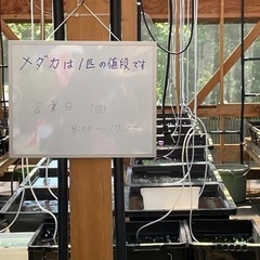 めだか販売します。　　メダカの画像