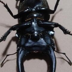 閲覧した方ラッキー第2回！オオクワガタ♂♀ペア差し上げます。の画像