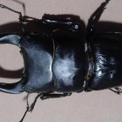 閲覧した方ラッキー第2回！オオクワガタ♂♀ペア差し上げます。の画像