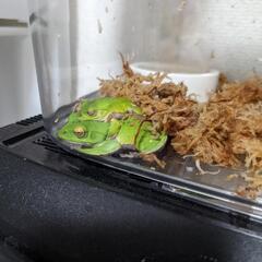 決まりました