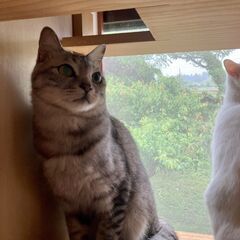 寂しがり屋の甘えん坊　オス２才
