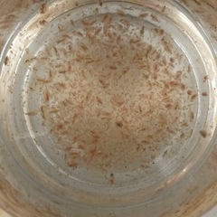【メダカの餌】オオミジンコの画像