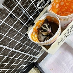 フクロモモンガ里親募集