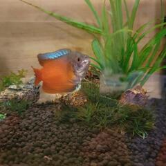 淡水魚3匹貰って下さい！の画像