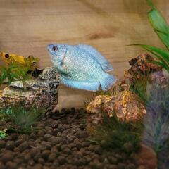 淡水魚3匹貰って下さい！の画像