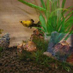 淡水魚3匹貰って下さい！の画像