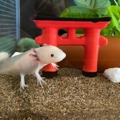 ウーパールーパー　リューシ・ブラック　1歳12センチくらい