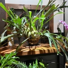 観葉植物　ビカクシダ　コウモリラン　アルキコルム