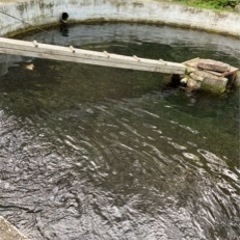 5/5.7.8日の内で鮎釣り＋流しそうめん　します！☺️ − 和歌山県