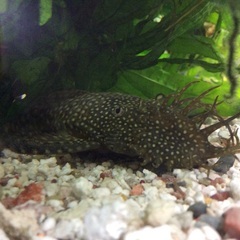 熱帯魚 自家繁殖ブッシープレコ