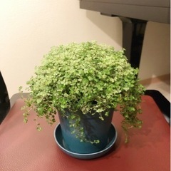 観葉植物　ベビーティアーズ　ブルーカラーの3.5号の鉢と受け皿付き