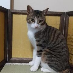 迷子猫探しています❗️