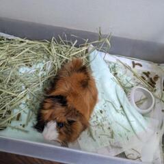 １歳のモルモット