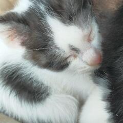 生後2ヶ月の子猫の里親募集