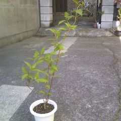 植物　山アジサイ　旧、七変化