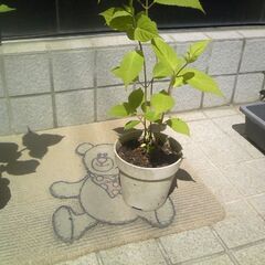 植物　山アジサイ　紅（くれない）