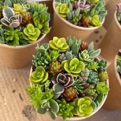 残り1つ！セダム寄せ植え