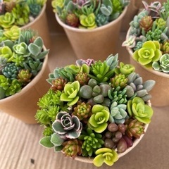 残り1つ！セダム寄せ植えの画像