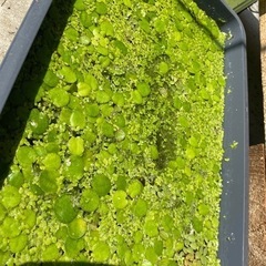 水草　浮草