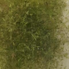 ちょっと変わった水草　ヒンジモ