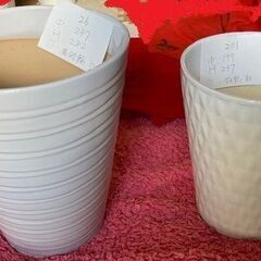 【スッキリした白い植木鉢】陶器製白鉢 ２個セット が 何と ７００円