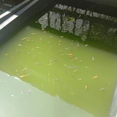 雲州三色 めだか 未選別 1匹～