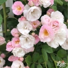 sold out ありがとうございました　交渉中です。蕾付きトゲ...