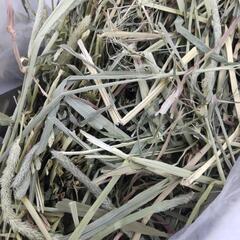 ウサギ用牧草　小分け可能