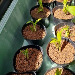 【山野草】ヤブラン　300円の画像