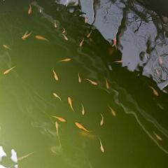 楊貴妃 めだか 1匹～