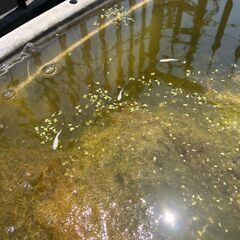 メダカをお譲りします