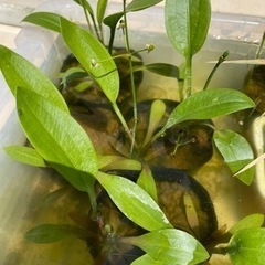 水草エビセット