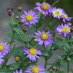 野紺菊？の苗
