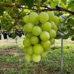 余市町でブドウの苗を植えるお仕事5日間(札幌発送迎有)