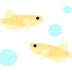 白メダカ🐟　　10匹ほど100円の画像